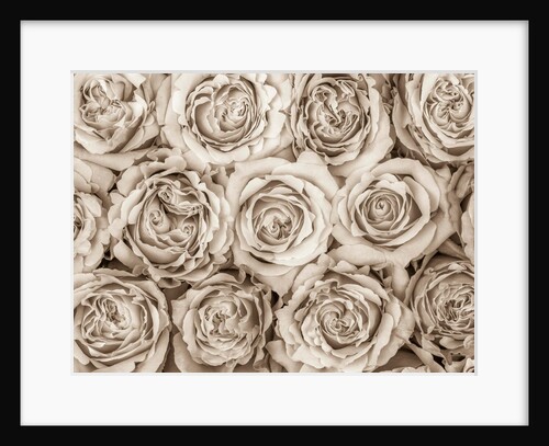 Background of roses by Assaf Frank